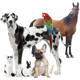 all-animals-wholehorse-jpeg-280x280px